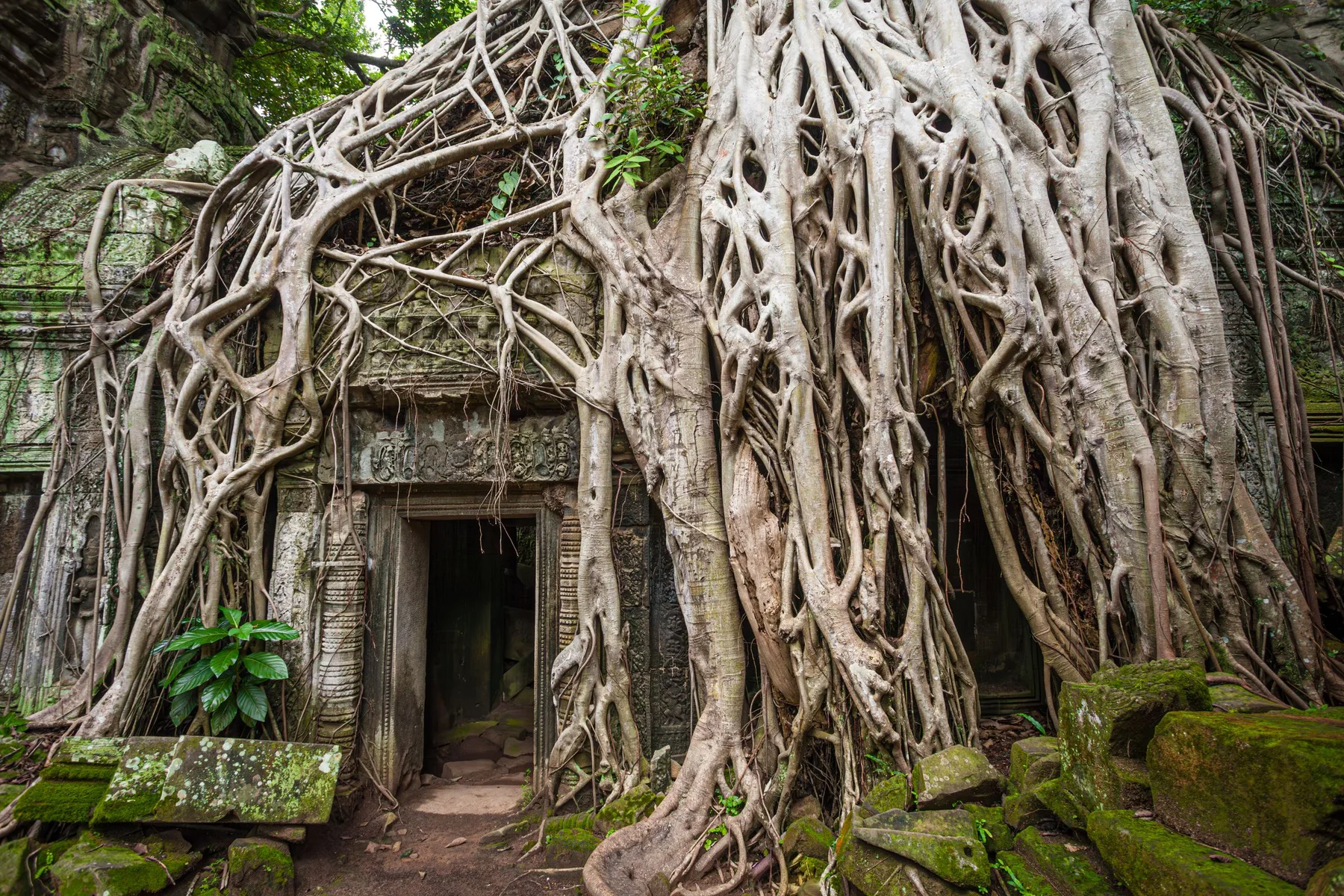 Tree roots wrapping around the stone doorway of Ta Prohm; illustrative Angkor destination photograph